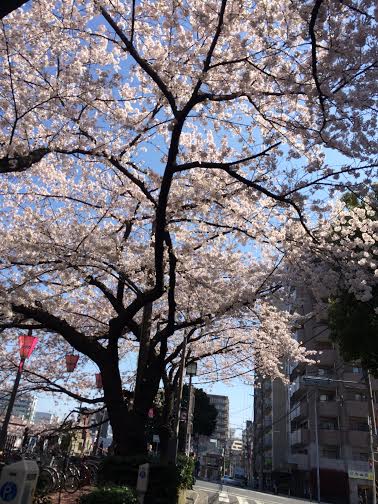 春の匂いがしてまいりましたね♪ケータリング情報