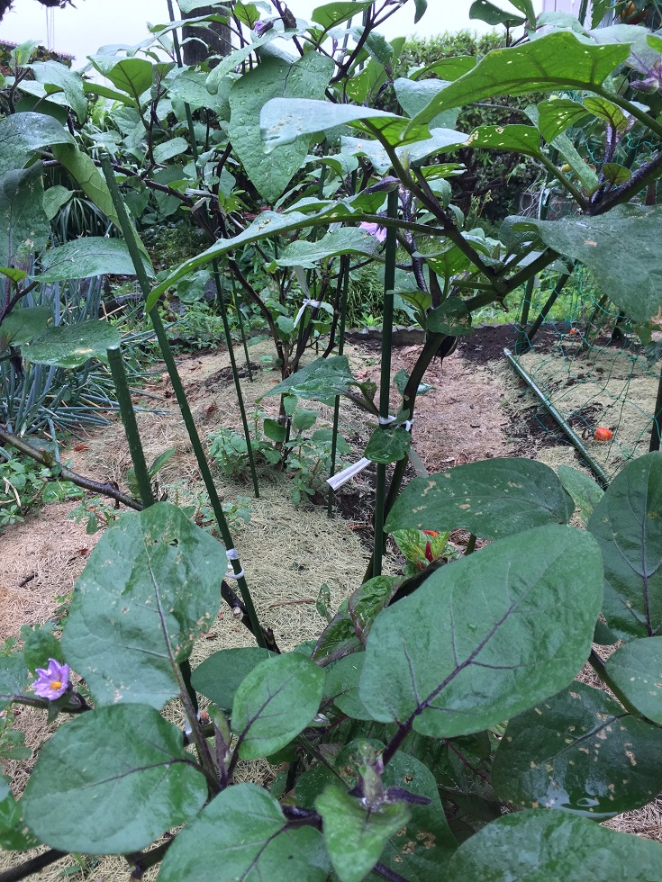 7月最終日！明日から8月ですよ！？元気ですかぁ〜