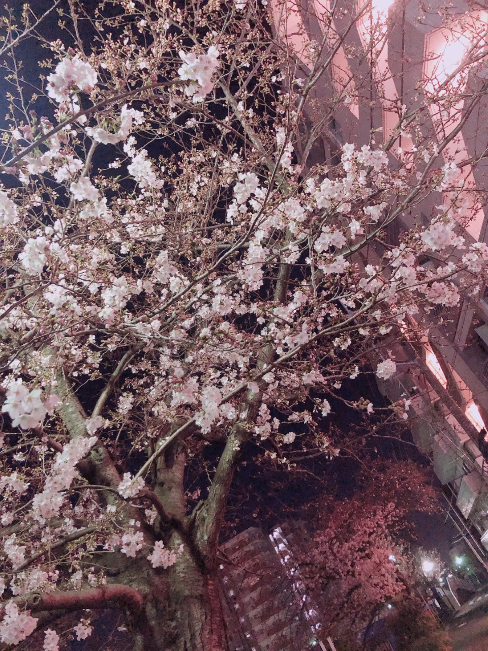 ケータリング～横浜～　春メニュー！！